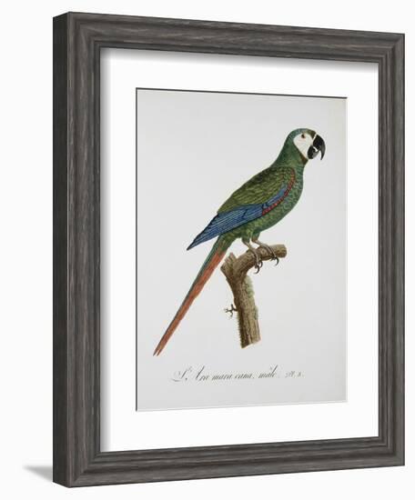 Male Blue-Winged Macaw-Jacques Barraband-Framed Giclee Print