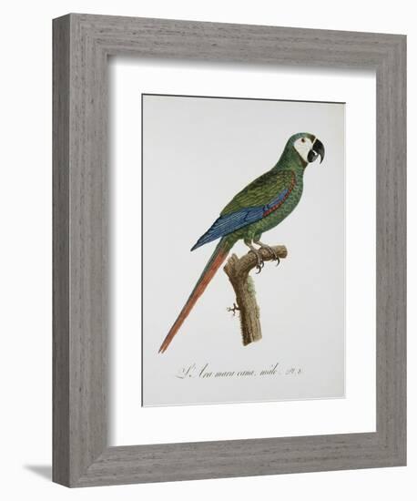 Male Blue-Winged Macaw-Jacques Barraband-Framed Giclee Print