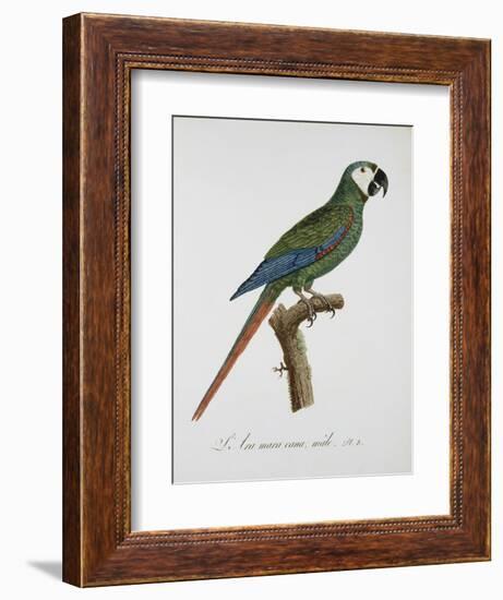 Male Blue-Winged Macaw-Jacques Barraband-Framed Giclee Print