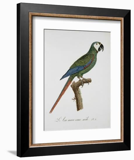 Male Blue-Winged Macaw-Jacques Barraband-Framed Giclee Print