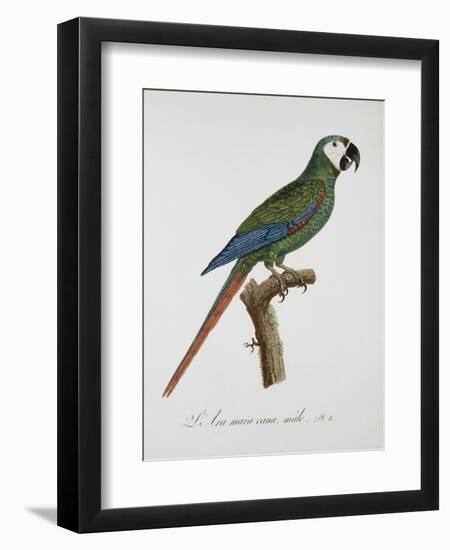 Male Blue-Winged Macaw-Jacques Barraband-Framed Giclee Print