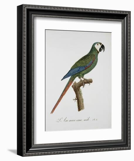 Male Blue-Winged Macaw-Jacques Barraband-Framed Giclee Print