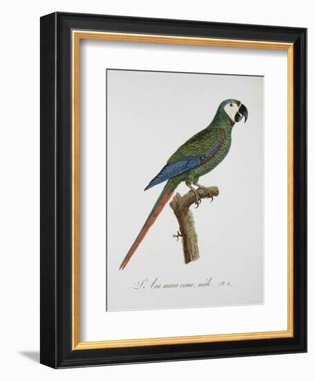 Male Blue-Winged Macaw-Jacques Barraband-Framed Giclee Print