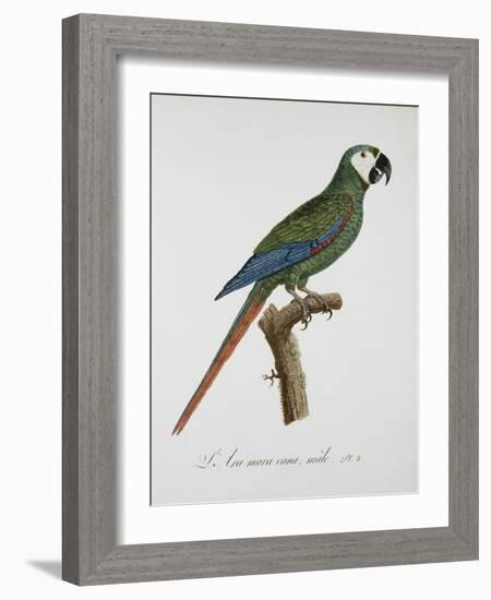 Male Blue-Winged Macaw-Jacques Barraband-Framed Giclee Print