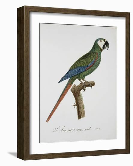 Male Blue-Winged Macaw-Jacques Barraband-Framed Giclee Print