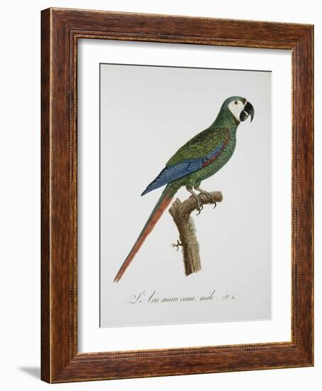 Male Blue-Winged Macaw-Jacques Barraband-Framed Giclee Print