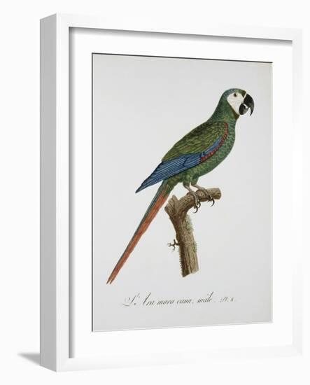 Male Blue-Winged Macaw-Jacques Barraband-Framed Giclee Print