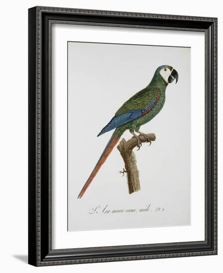 Male Blue-Winged Macaw-Jacques Barraband-Framed Giclee Print