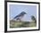 Male Bluebird Feeding Fledgling, Louisville, Kentucky, Usa-Adam Jones-Framed Photographic Print