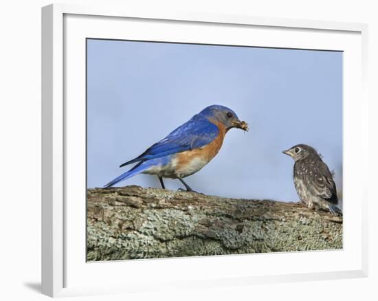 Male Bluebird Feeding Fledgling, Louisville, Kentucky, Usa-Adam Jones-Framed Photographic Print