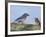 Male Bluebird Feeding Fledgling, Louisville, Kentucky, Usa-Adam Jones-Framed Photographic Print