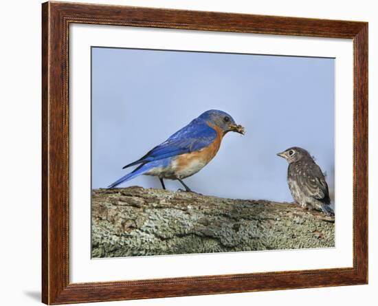 Male Bluebird Feeding Fledgling, Louisville, Kentucky, Usa-Adam Jones-Framed Photographic Print