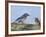 Male Bluebird Feeding Fledgling, Louisville, Kentucky, Usa-Adam Jones-Framed Photographic Print