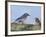 Male Bluebird Feeding Fledgling, Louisville, Kentucky, Usa-Adam Jones-Framed Photographic Print