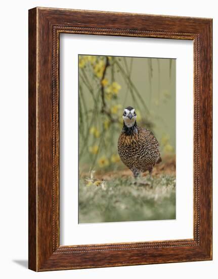 Male Bobwhite, Rio Grande Valley, Texas-Adam Jones-Framed Photographic Print