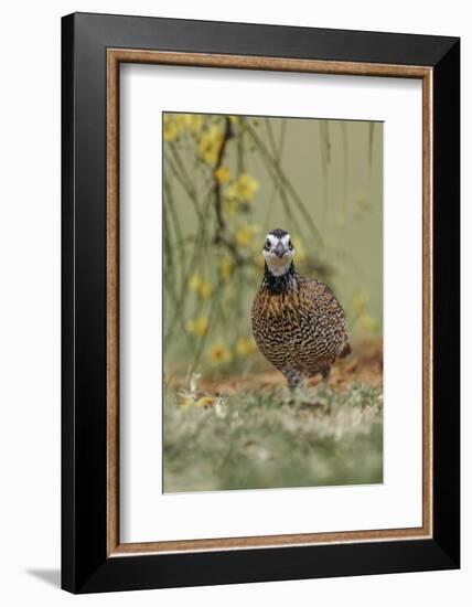 Male Bobwhite, Rio Grande Valley, Texas-Adam Jones-Framed Photographic Print