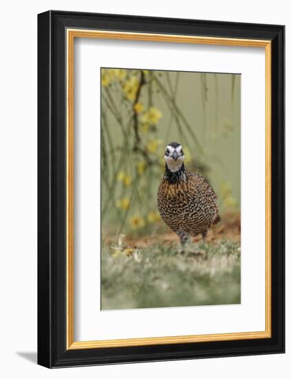 Male Bobwhite, Rio Grande Valley, Texas-Adam Jones-Framed Photographic Print