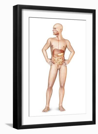 Male Body Standing, with Full Digestive System Superimposed-null-Framed Art Print