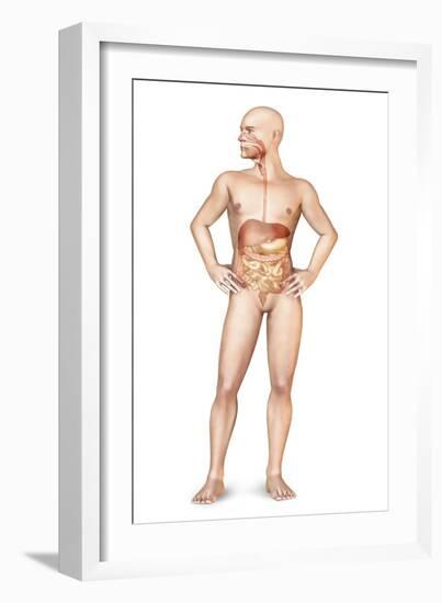 Male Body Standing, with Full Digestive System Superimposed-null-Framed Art Print