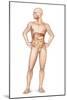 Male Body Standing, with Full Digestive System Superimposed-null-Mounted Art Print