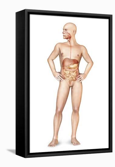 Male Body Standing, with Full Digestive System Superimposed-null-Framed Stretched Canvas