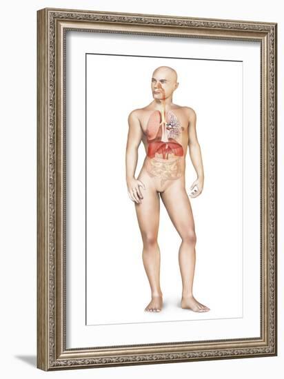 Male Body Standing, with Full Respiratory System Superimposed-null-Framed Art Print