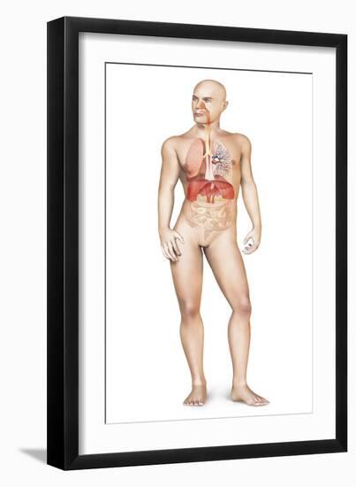 Male Body Standing, with Full Respiratory System Superimposed-null-Framed Art Print