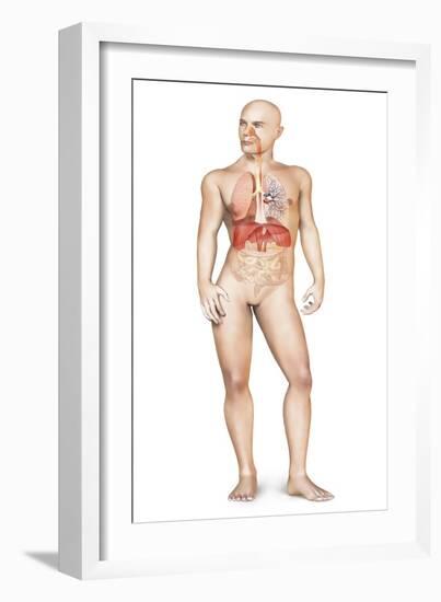 Male Body Standing, with Full Respiratory System Superimposed-null-Framed Art Print