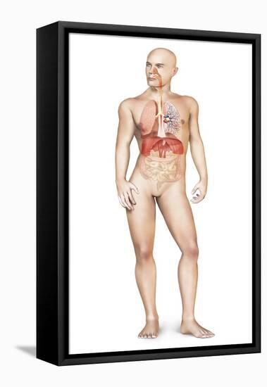 Male Body Standing, with Full Respiratory System Superimposed-null-Framed Stretched Canvas