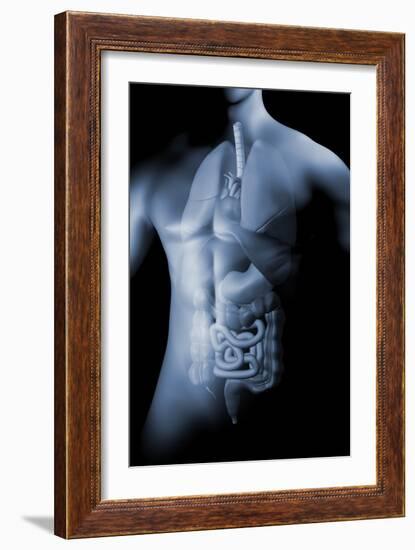 Male Body with Internal Organs-null-Framed Art Print