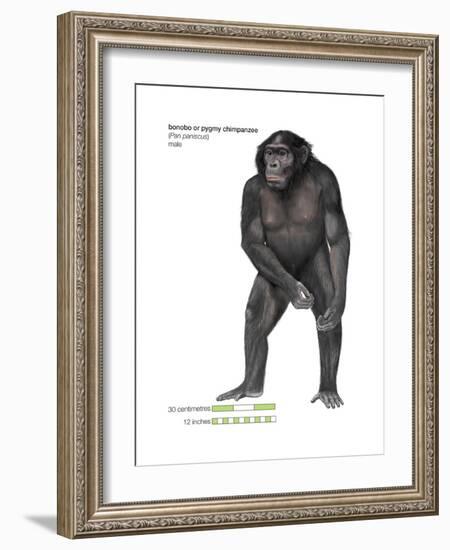 Male Bonobo or Pygmy Chimpanzee (Pan Paniscus), Ape, Mammals-Encyclopaedia Britannica-Framed Art Print