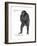 Male Bonobo or Pygmy Chimpanzee (Pan Paniscus), Ape, Mammals-Encyclopaedia Britannica-Framed Art Print