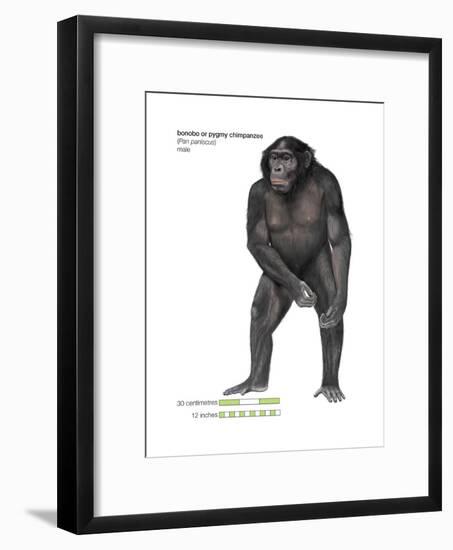 Male Bonobo or Pygmy Chimpanzee (Pan Paniscus), Ape, Mammals-Encyclopaedia Britannica-Framed Art Print