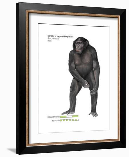 Male Bonobo or Pygmy Chimpanzee (Pan Paniscus), Ape, Mammals-Encyclopaedia Britannica-Framed Art Print