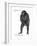 Male Bonobo or Pygmy Chimpanzee (Pan Paniscus), Ape, Mammals-Encyclopaedia Britannica-Framed Art Print