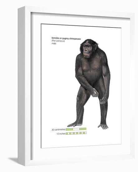 Male Bonobo or Pygmy Chimpanzee (Pan Paniscus), Ape, Mammals-Encyclopaedia Britannica-Framed Art Print