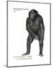 Male Bonobo or Pygmy Chimpanzee (Pan Paniscus), Ape, Mammals-Encyclopaedia Britannica-Mounted Art Print