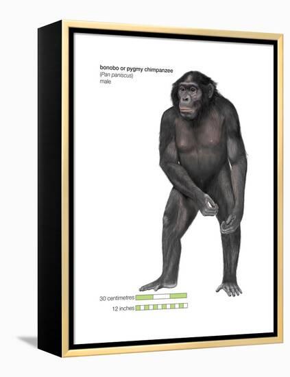 Male Bonobo or Pygmy Chimpanzee (Pan Paniscus), Ape, Mammals-Encyclopaedia Britannica-Framed Stretched Canvas
