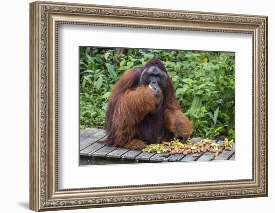 Male Bornean Orangutan (Pongo Pygmaeus) with Full Cheek Pads, Malaysia-Michael Nolan-Framed Photographic Print