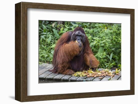 Male Bornean Orangutan (Pongo Pygmaeus) with Full Cheek Pads, Malaysia-Michael Nolan-Framed Photographic Print