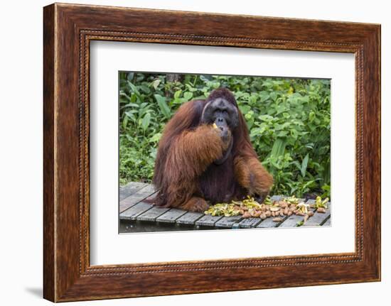 Male Bornean Orangutan (Pongo Pygmaeus) with Full Cheek Pads, Malaysia-Michael Nolan-Framed Photographic Print