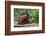 Male Bornean Orangutan (Pongo Pygmaeus) with Full Cheek Pads, Malaysia-Michael Nolan-Framed Photographic Print