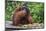 Male Bornean Orangutan (Pongo Pygmaeus) with Full Cheek Pads, Malaysia-Michael Nolan-Mounted Photographic Print