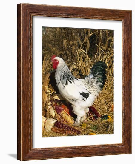 Male Brahma Breed Domestic Chicken with Vegetables, USA-Lynn M^ Stone-Framed Photographic Print