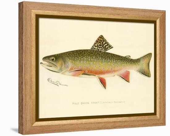 Male Brook Trout-null-Framed Premier Image Canvas