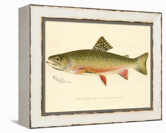 Male Brook Trout-null-Framed Premier Image Canvas