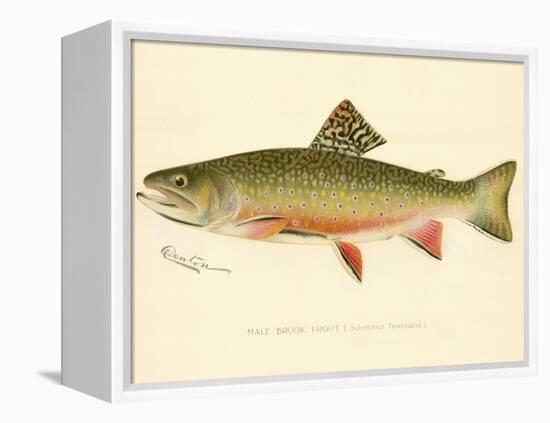 Male Brook Trout-null-Framed Premier Image Canvas