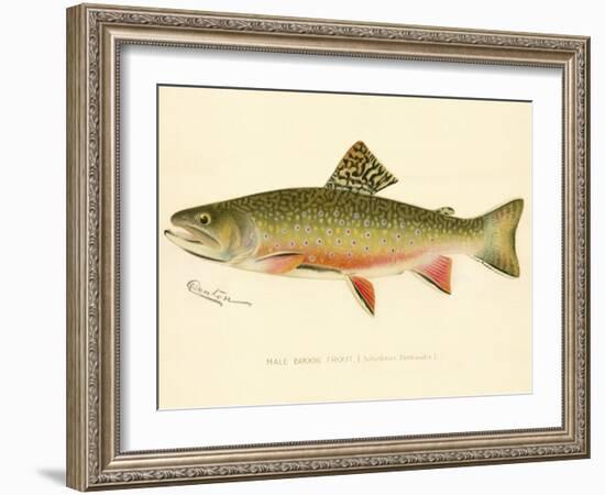 Male Brook Trout-null-Framed Giclee Print