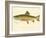 Male Brook Trout-null-Framed Giclee Print