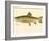 Male Brook Trout-null-Framed Giclee Print